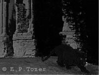 How the beast might look if seen in Chapel Hill graveyard at night, photo  E.P.Tozer